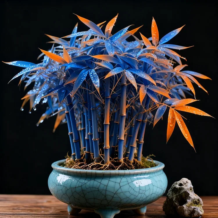 🌿 DreamBamboo - Multi-Color Lucky Bamboo Cypress | 🔥Buy 1 Get 1 Free🔥