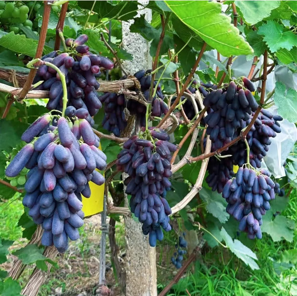 Imported Sweet Sapphire Grape Seeds 🍇 | BUY 1 GET 1 FREE | Pack of 50 seeds