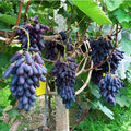 Imported Sweet Sapphire Grape Seeds 🍇 | BUY 1 GET 1 FREE | Pack of 50 seeds