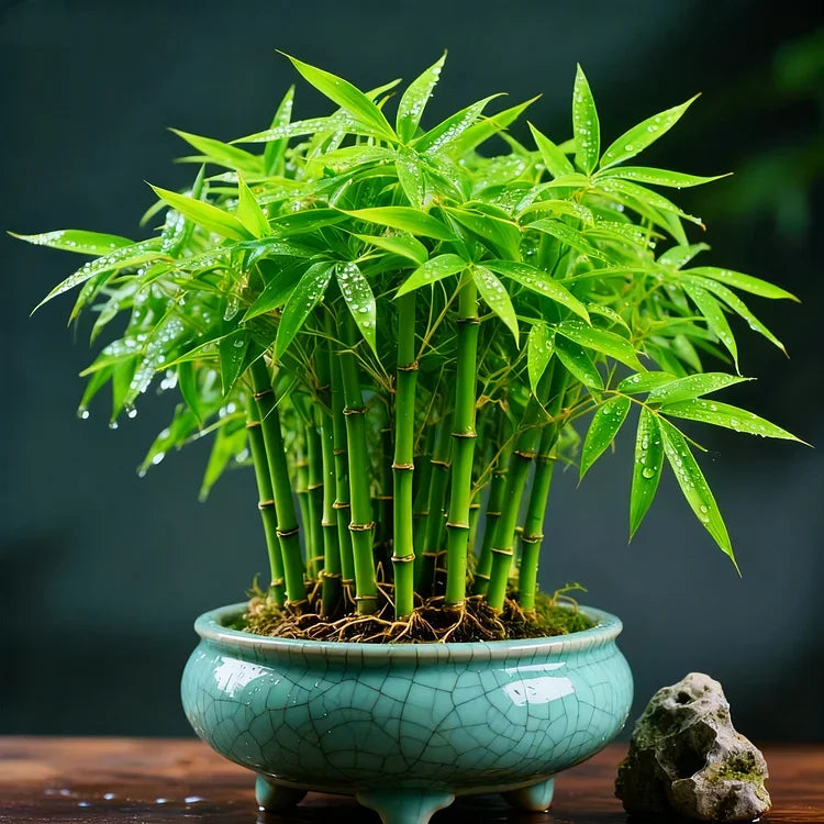 🌿 DreamBamboo - Multi-Color Lucky Bamboo Cypress | 🔥Buy 1 Get 1 Free🔥
