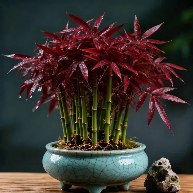 🌿 DreamBamboo - Multi-Color Lucky Bamboo Cypress | 🔥Buy 1 Get 1 Free🔥