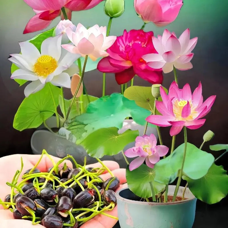 💮Imported Midnight Purple Lotus Seeds | 🔥PACK OF 50 + Free Plant Growth Serum🔥