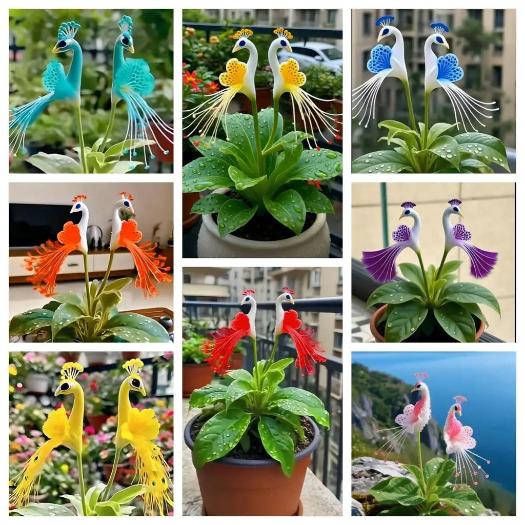 Peacock Flower Bulbs — Plant hope, watch splendor bloom!🌸