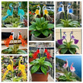Peacock Flower Bulbs — Plant hope, watch splendor bloom!🌸