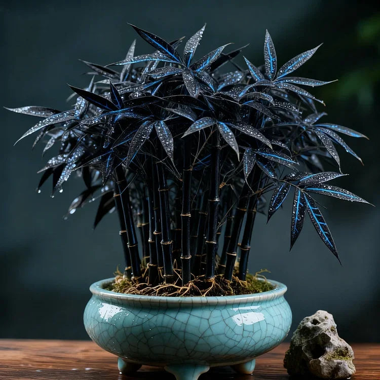 🌿 DreamBamboo - Multi-Color Lucky Bamboo Cypress | 🔥Buy 1 Get 1 Free🔥