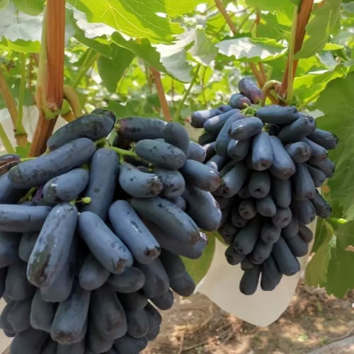 Imported Sweet Sapphire Grape Seeds 🍇 | BUY 1 GET 1 FREE | Pack of 50 seeds