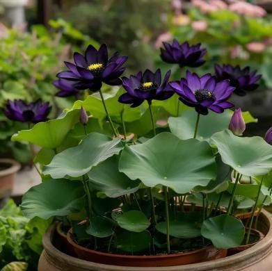 💮Imported Midnight Purple Lotus Seeds | 🔥PACK OF 50 + Free Plant Growth Serum🔥