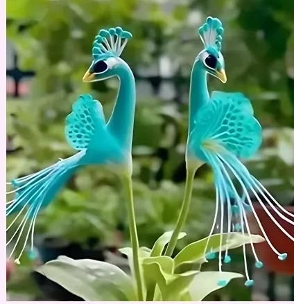 Peacock Flower Bulbs — Plant hope, watch splendor bloom!🌸