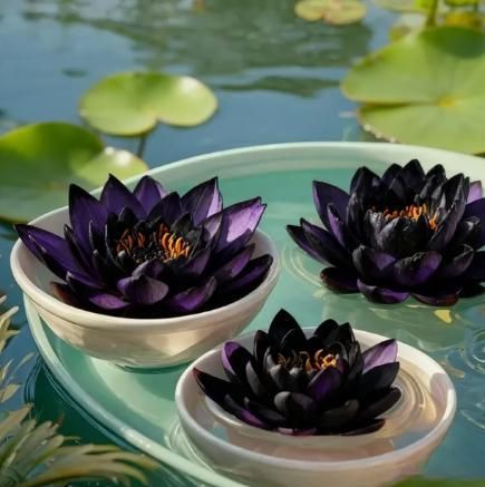 💮Imported Midnight Purple Lotus Seeds | 🔥PACK OF 50 + Free Plant Growth Serum🔥