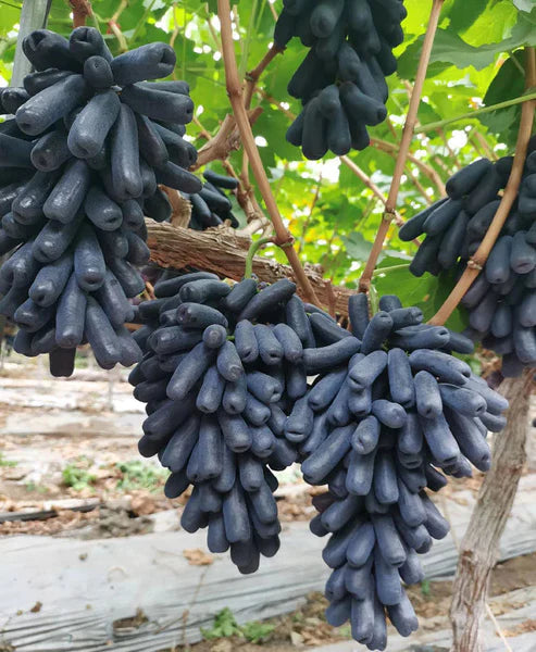 Imported Sweet Sapphire Grape Seeds 🍇 | BUY 1 GET 1 FREE | Pack of 50 seeds