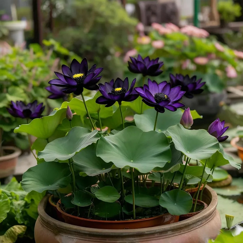 💮Imported Midnight Purple Lotus Seeds | 🔥PACK OF 50 + Free Plant Growth Serum🔥