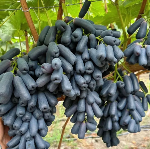 Imported Sweet Sapphire Grape Seeds 🍇 | BUY 1 GET 1 FREE | Pack of 50 seeds