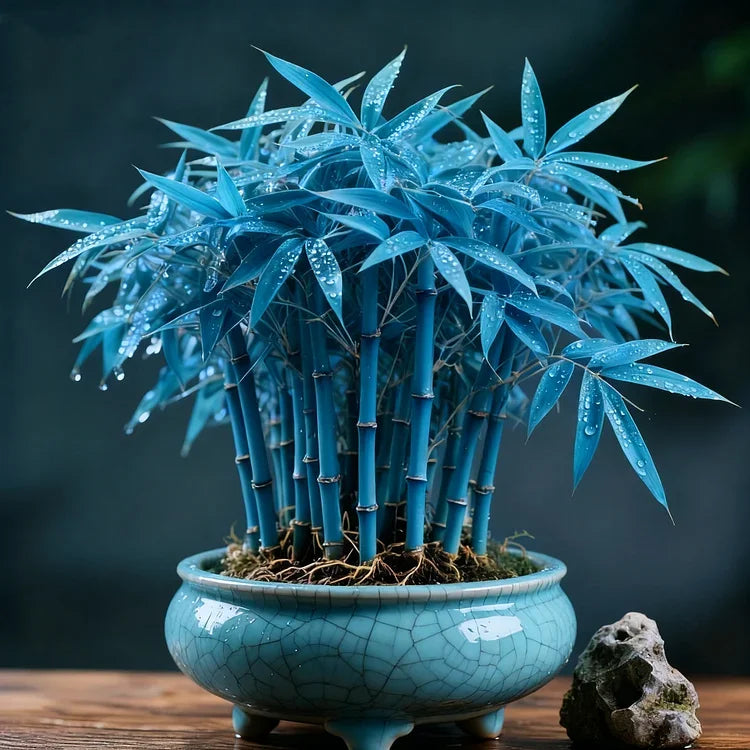 🌿 DreamBamboo - Multi-Color Lucky Bamboo Cypress | 🔥Buy 1 Get 1 Free🔥