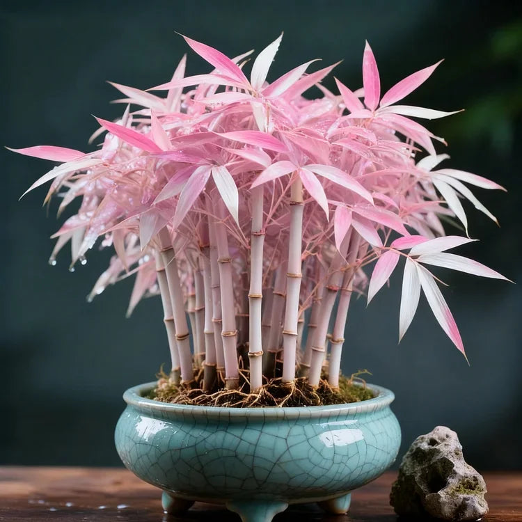 🌿 DreamBamboo - Multi-Color Lucky Bamboo Cypress | 🔥Buy 1 Get 1 Free🔥