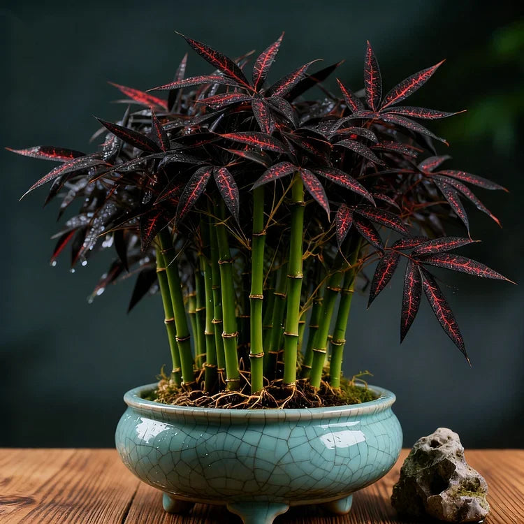 🌿 DreamBamboo - Multi-Color Lucky Bamboo Cypress | 🔥Buy 1 Get 1 Free🔥