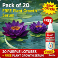 💮Imported Midnight Purple Lotus Seeds | 🔥PACK OF 50 + Free Plant Growth Serum🔥