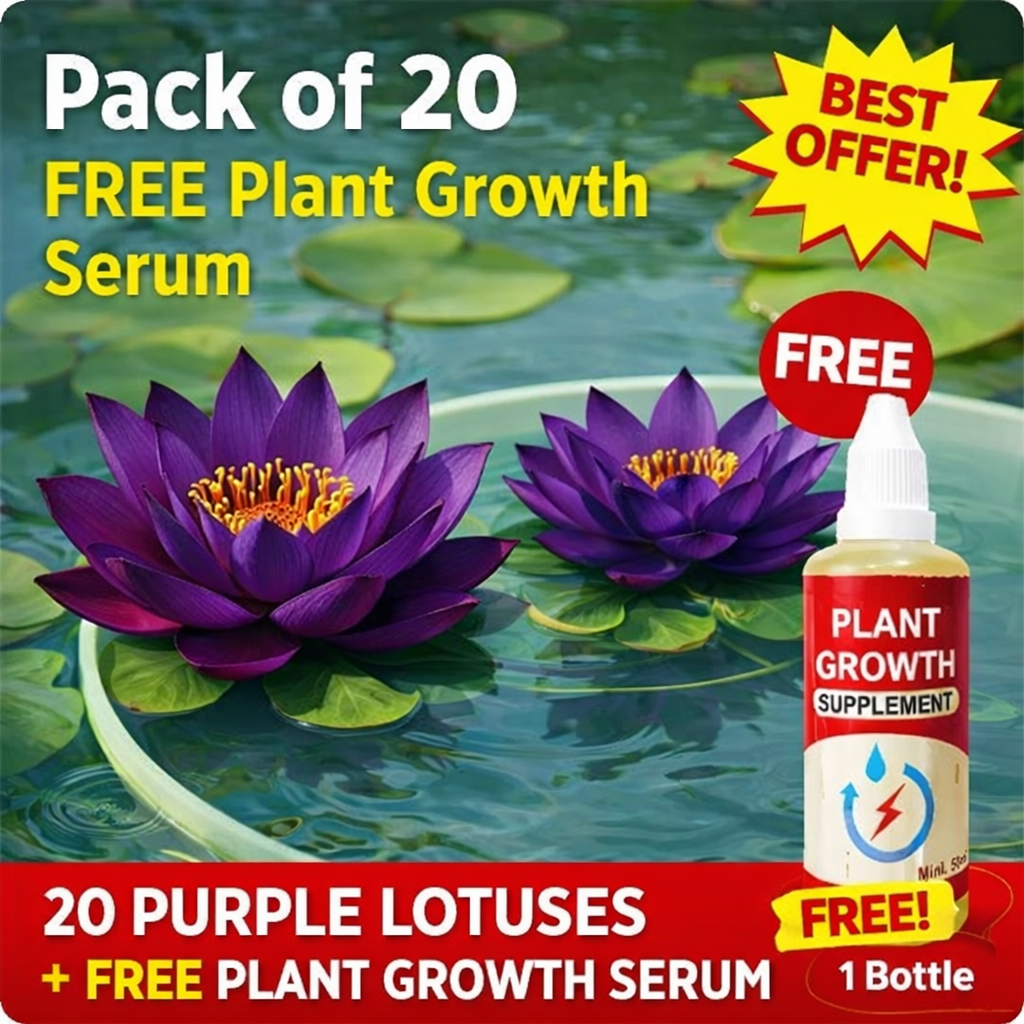 💮Imported Midnight Purple Lotus Seeds | 🔥PACK OF 50 + Free Plant Growth Serum🔥