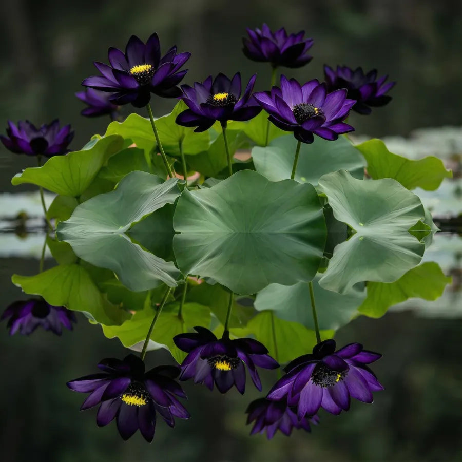 💮Imported Midnight Purple Lotus Seeds | 🔥PACK OF 50 + Free Plant Growth Serum🔥