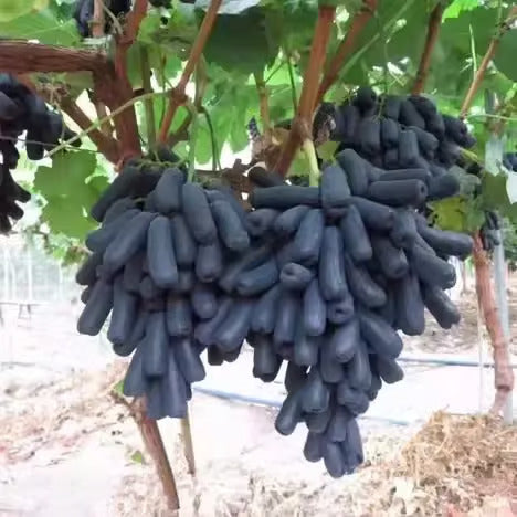 Imported Sweet Sapphire Grape Seeds 🍇 | BUY 1 GET 1 FREE | Pack of 50 seeds