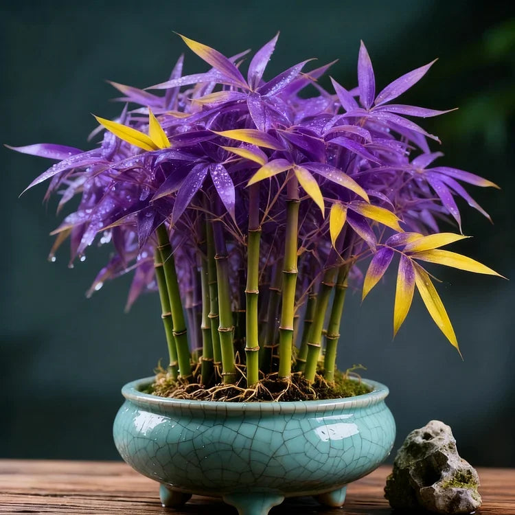 🌿 DreamBamboo - Multi-Color Lucky Bamboo Cypress | 🔥Buy 1 Get 1 Free🔥