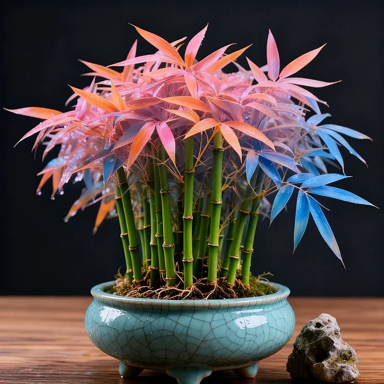 🌿 DreamBamboo - Multi-Color Lucky Bamboo Cypress | 🔥Buy 1 Get 1 Free🔥