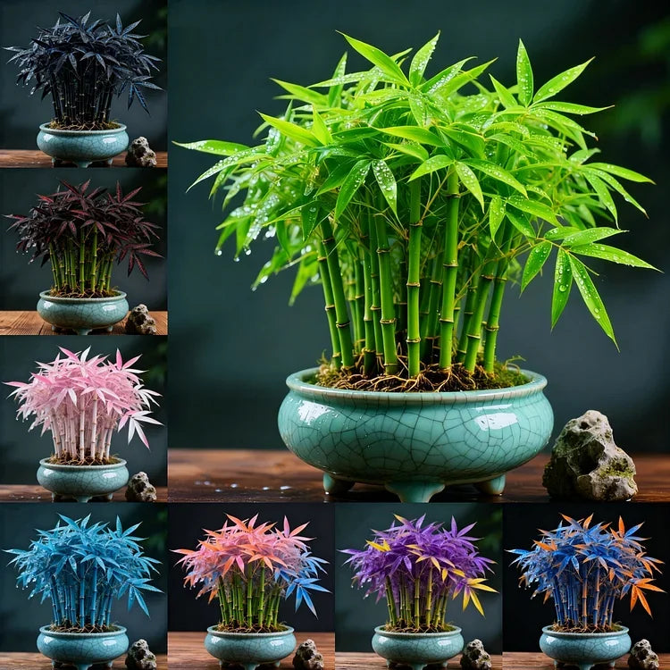 🌿 DreamBamboo - Multi-Color Lucky Bamboo Cypress | 🔥Buy 1 Get 1 Free🔥