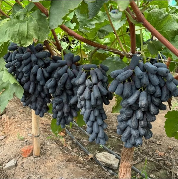 Imported Sweet Sapphire Grape Seeds 🍇 | BUY 1 GET 1 FREE | Pack of 50 seeds