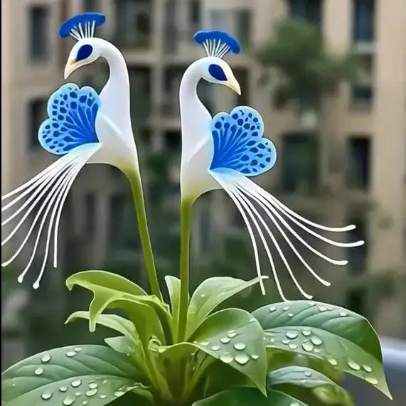 Peacock Flower Bulbs — Plant hope, watch splendor bloom!🌸