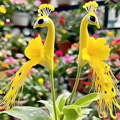 Peacock Flower Bulbs — Plant hope, watch splendor bloom!🌸