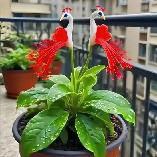 Peacock Flower Bulbs — Plant hope, watch splendor bloom!🌸