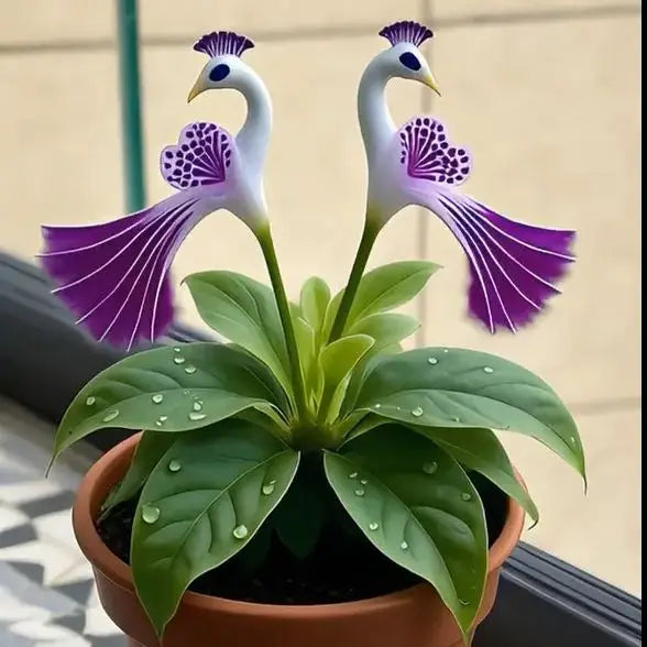 Peacock Flower Bulbs — Plant hope, watch splendor bloom!🌸