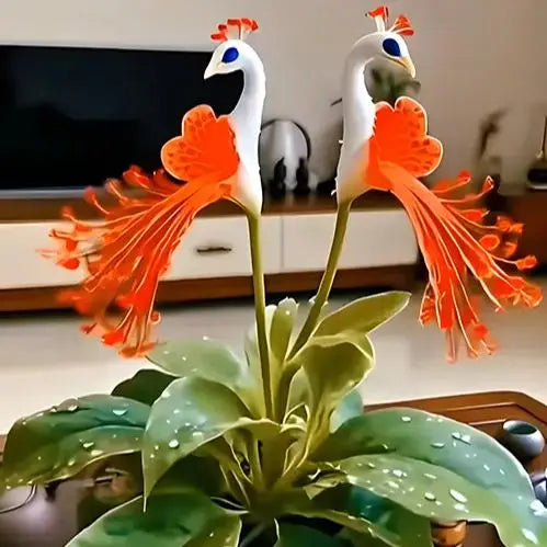 Peacock Flower Bulbs — Plant hope, watch splendor bloom!🌸