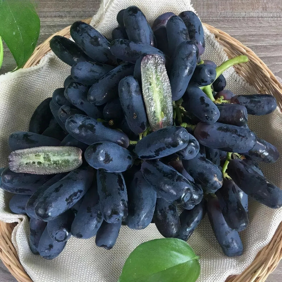 Imported Sweet Sapphire Grape Seeds 🍇 | BUY 1 GET 1 FREE | Pack of 50 seeds
