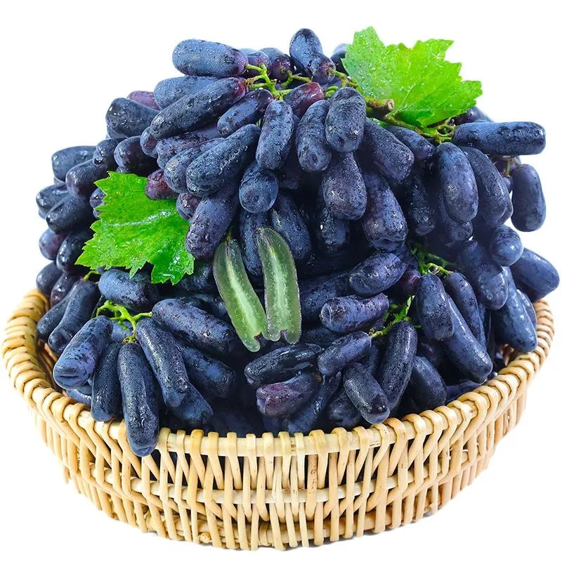 Imported Sweet Sapphire Grape Seeds 🍇 | BUY 1 GET 1 FREE | Pack of 50 seeds