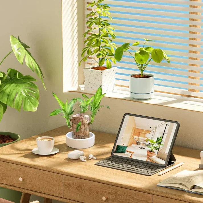 🌱Lucky Brazil Wood Money Magnet Plant 🌱 Buy 1 Get 1 Free🔥
